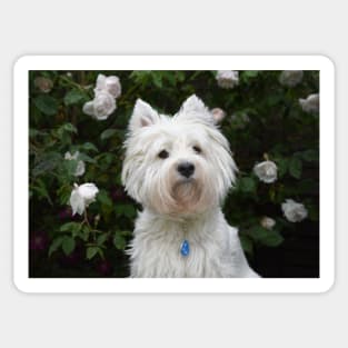 Westie in the floral garden Sticker